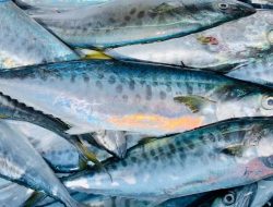 Manfaat Ikan Tenggiri Bagi Kesehatan Tubuh